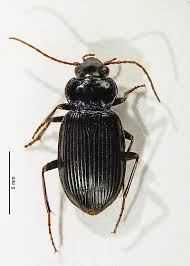 Attēlu rezultāti vaicājumam “Nebria brevicollis”