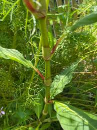 Attēlu rezultāti vaicājumam “Persicaria lapathifolia leaf”