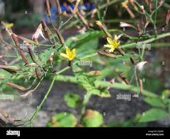Attēlu rezultāti vaicājumam “Mycelis muralis leaf”