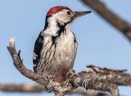 Attēlu rezultāti vaicājumam “Dendrocopos leucotos”