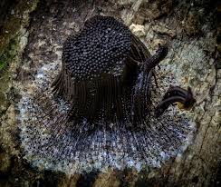 Attēlu rezultāti vaicājumam “Stemonitis fusca”