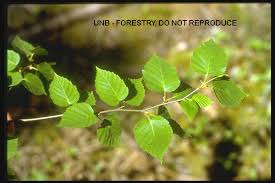 Attēlu rezultāti vaicājumam “Betula papyrifera leaf”