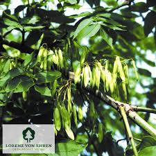 Attēlu rezultāti vaicājumam “Fraxinus excelsior Pendula bud”