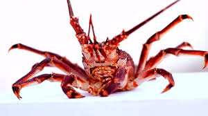 Image result for Maja brachydactyla