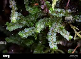 Attēlu rezultāti vaicājumam “Barbilophozia barbata”