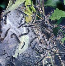 Attēlu rezultāti vaicājumam “Eriogaster lanestris larva”