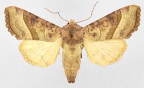 Attēlu rezultāti vaicājumam “Hydraecia micacea”