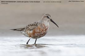 Attēlu rezultāti vaicājumam “Calidris ferruginea”