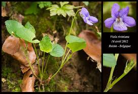 Attēlu rezultāti vaicājumam “Viola riviniana leaf”
