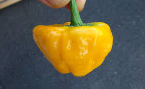 Afbeeldingsresultaat voor yellow mushroom hot pepper