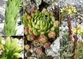 Attēlu rezultāti vaicājumam “Jovibarba globifera fruit”