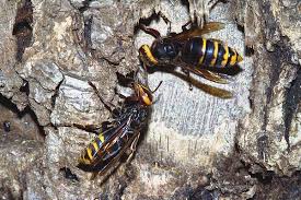 Attēlu rezultāti vaicājumam “Vespa crabro”