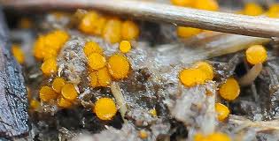 Attēlu rezultāti vaicājumam “Cheilymenia stercorea”