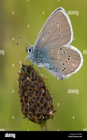 Attēlu rezultāti vaicājumam “Cyaniris semiargus male”