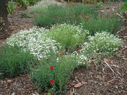 Image result for cerastium tomentosum