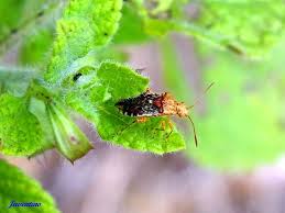 Attēlu rezultāti vaicājumam “Rhopalus maculatus imago”