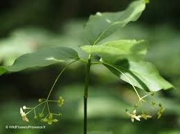 Attēlu rezultāti vaicājumam “Euonymus europaeus flower”