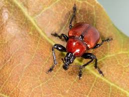 Attēlu rezultāti vaicājumam “Attelabus nitens”