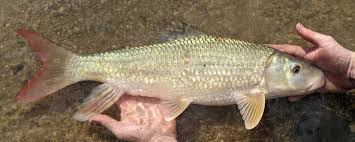 Image result for Moxostoma carinatum