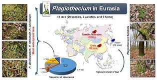 Attēlu rezultāti vaicājumam “Plagiothecium sp.”