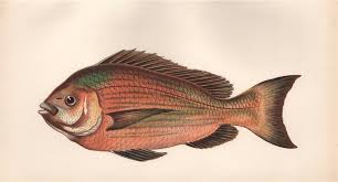 Image result for Spondyliosoma cantharus