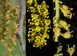 Attēlu rezultāti vaicājumam “Gleditsia triacanthos bud”