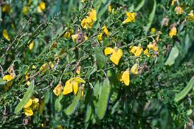Attēlu rezultāti vaicājumam “Cytisus scoparius flower”