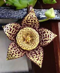 Attēlu rezultāti vaicājumam “Asclepiadaceae”