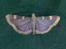 Attēlu rezultāti vaicājumam “Hypsopygia costalis”