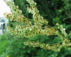 Attēlu rezultāti vaicājumam “Rumex acetosa fruit”