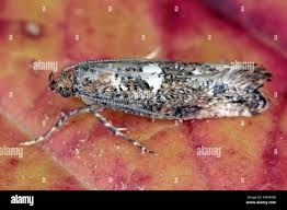 Attēlu rezultāti vaicājumam “Acrolepiopsis assectella”