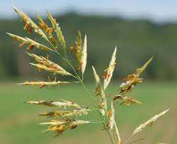 Attēlu rezultāti vaicājumam “Bromopsis inermis”