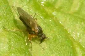 Attēlu rezultāti vaicājumam “Platypezidae”