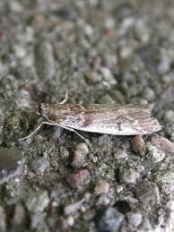 Attēlu rezultāti vaicājumam “Zophodia grossulariella”