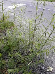 Attēlu rezultāti vaicājumam “Salix Vetrix”