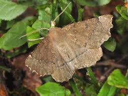 Attēlu rezultāti vaicājumam “Odontopera bidentata”