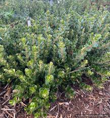 Attēlu rezultāti vaicājumam “Arctostaphylos uva-ursi”