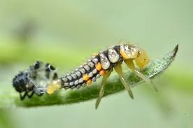 Attēlu rezultāti vaicājumam “Coccinella septempunctata larva”
