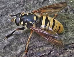 Attēlu rezultāti vaicājumam “Temnostoma vespiforme”