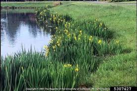 Attēlu rezultāti vaicājumam “Iris pseudacorus leaf”