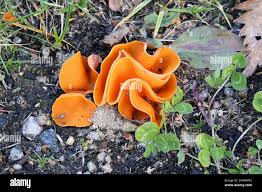 Attēlu rezultāti vaicājumam “Aleuria aurantia”