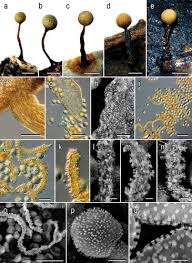 Attēlu rezultāti vaicājumam “Perichaena corticalis spores”
