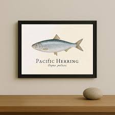 Image result for Clupea pallasii