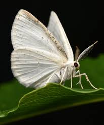 Attēlu rezultāti vaicājumam “Cabera pusaria”