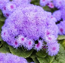 Image result for Leberbalsam