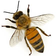 Attēlu rezultāti vaicājumam “Apis mellifera”