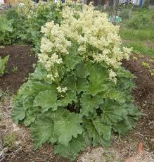 Attēlu rezultāti vaicājumam “Rheum rhabarbarum flower”