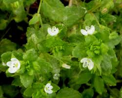 Attēlu rezultāti vaicājumam “Veronica agrestis flower”