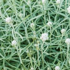 Attēlu rezultāti vaicājumam “Anaphalis margaritacea leaf”