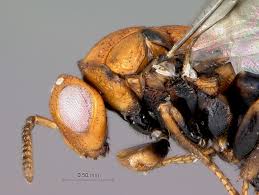 Attēlu rezultāti vaicājumam “Trichia ambigua stalked”